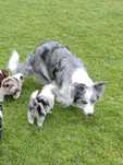 Border Collie Blu Merle dziewczynka