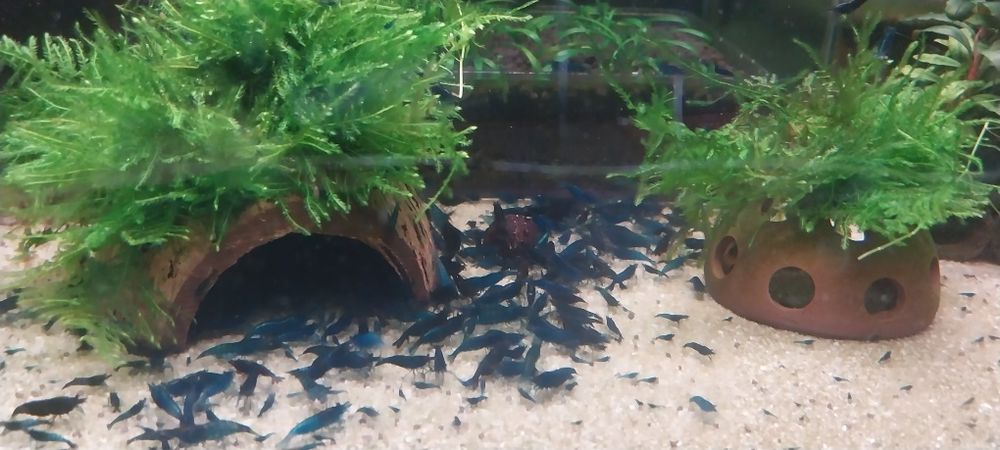 Krewetka Blue Velvet