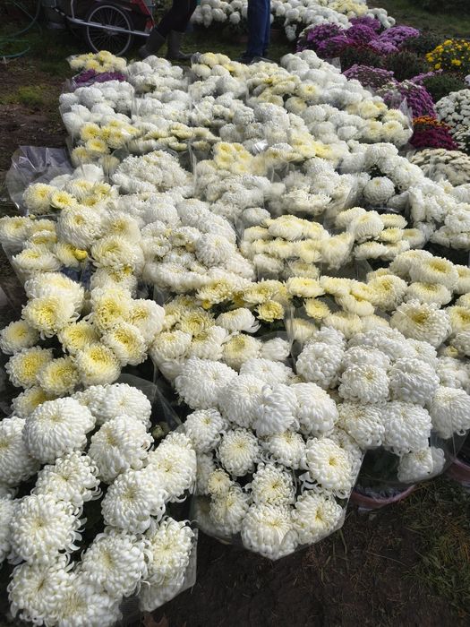 Chryzantemy wielkokwiatowe