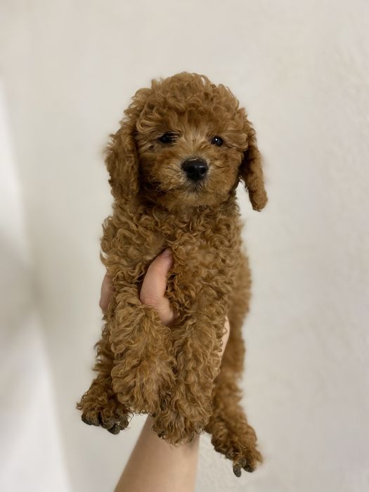 Мальтипу ред браун премиум