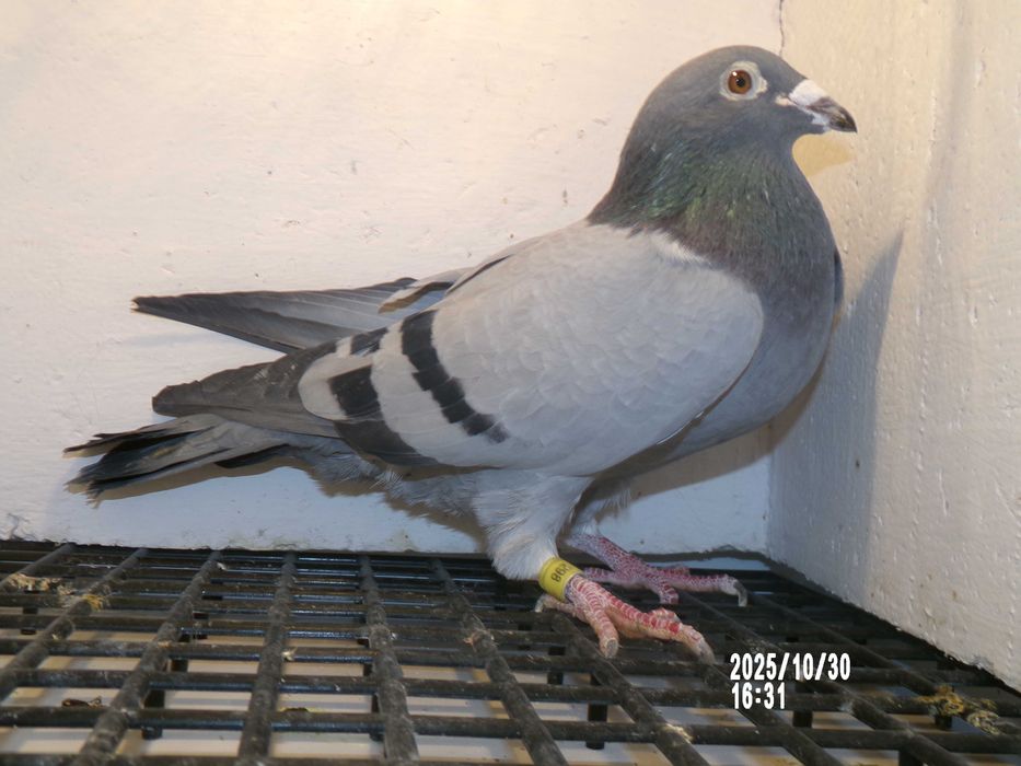 Gołębie pocztowe Karol PASZEK 808 inbredy