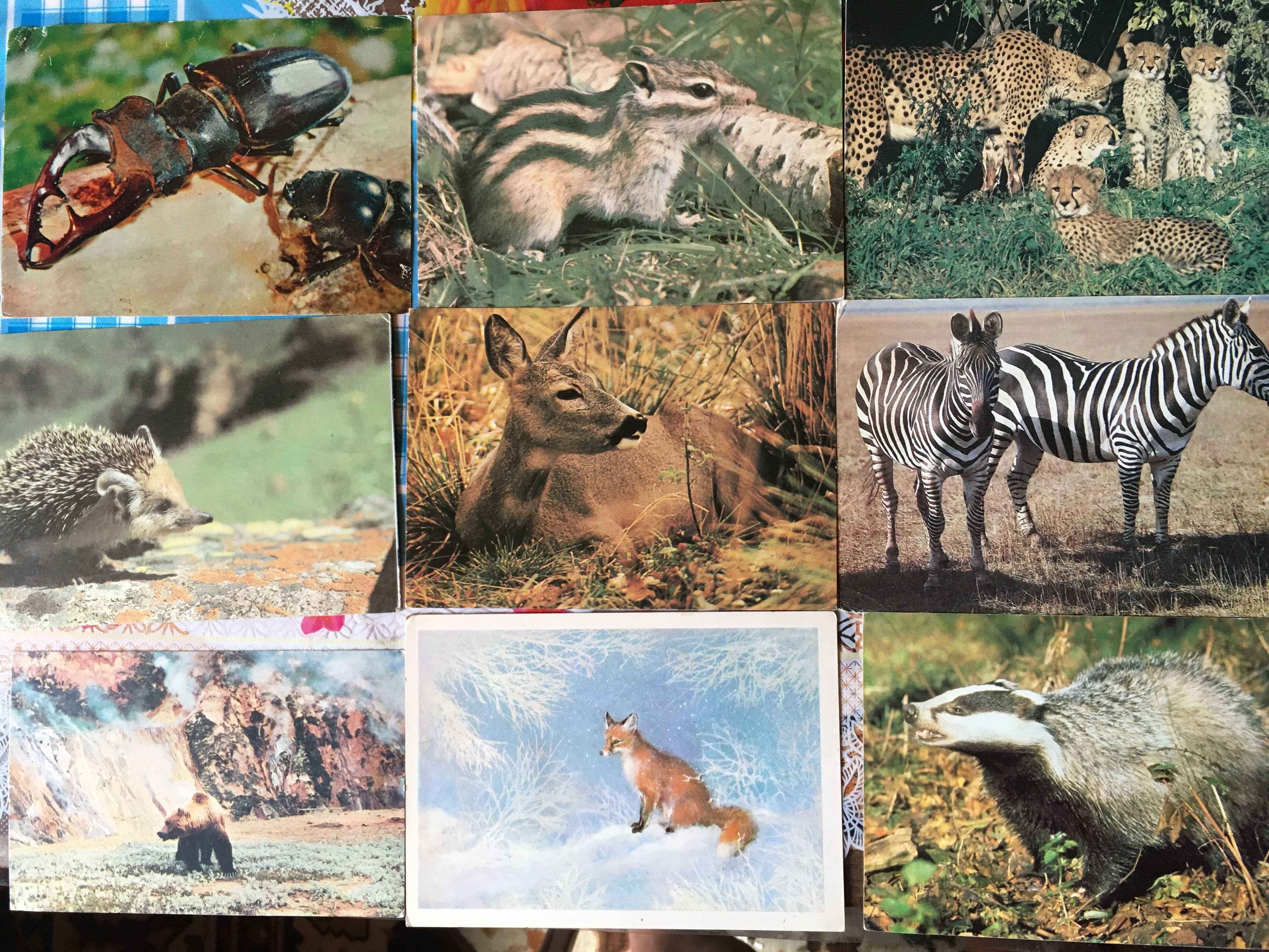 советские открытки редкие животные, птицы, рыбы