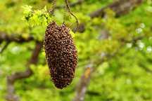 Apanho enxame de abelhas