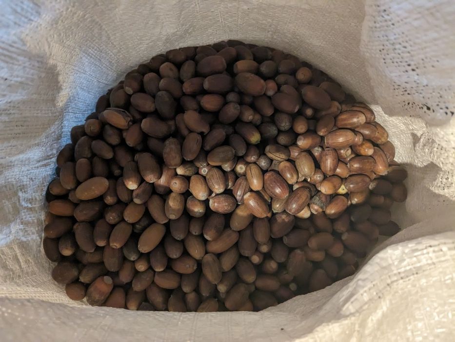 Жолуді дуба звичайного