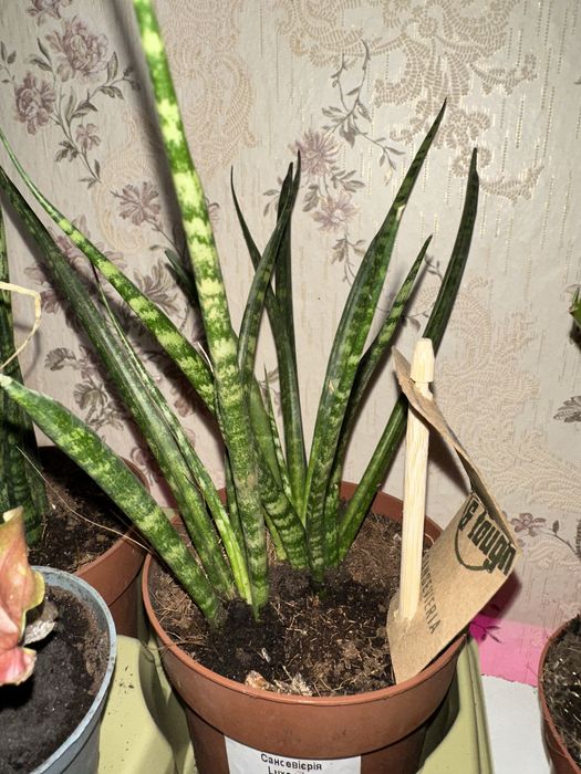 Сансевієрія пять видів