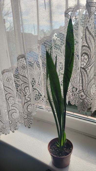 Miecz sensavieria  wysoka i inne domowe