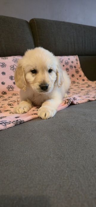 Golden Retriever szczeniak