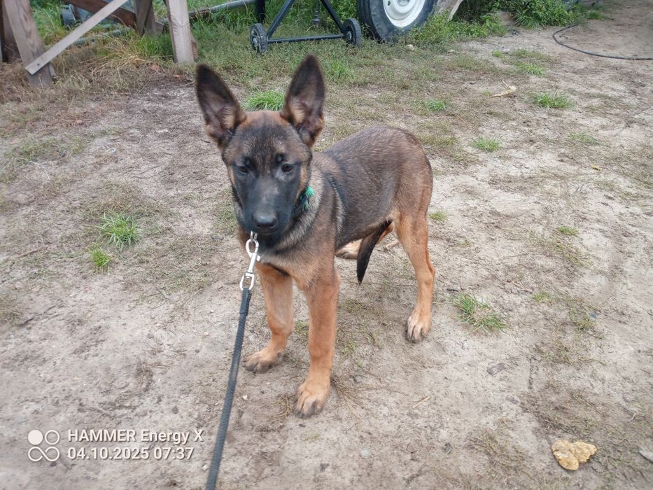 owczarek belgijski szczeniak  suczka 3,5 miesiąca