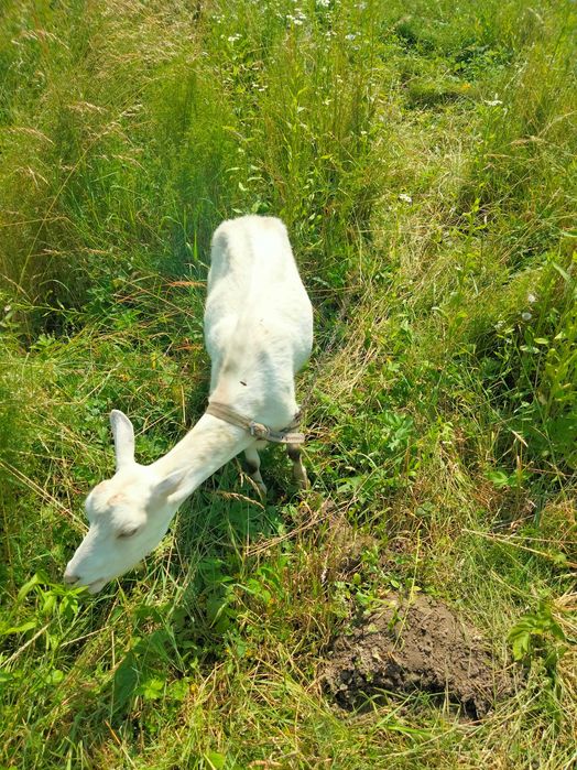 Хочу продати зааненську козу