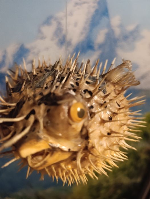 Фугу , рыба еж , сувенир