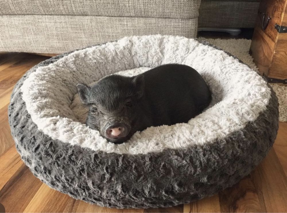 Mini pig,  міні піг, карликовий піг, міні свинка домашня квартирна