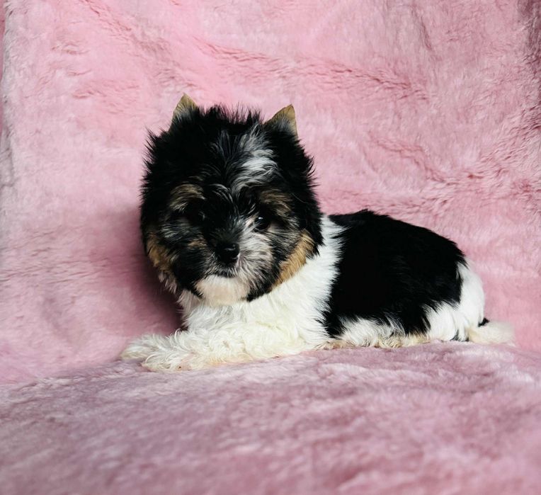 Cudna mini suczka yorkshire terrier biewer