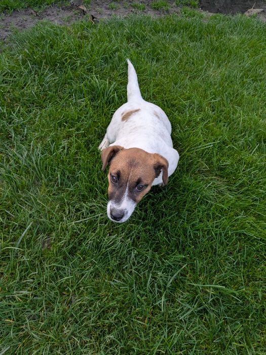 Jack Russell Terrier ZKwP FCI suczka