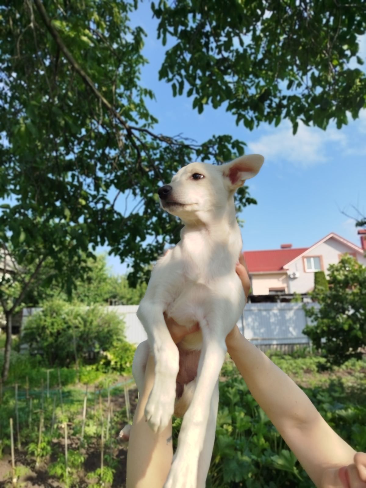 Цуцики у пошуку родин