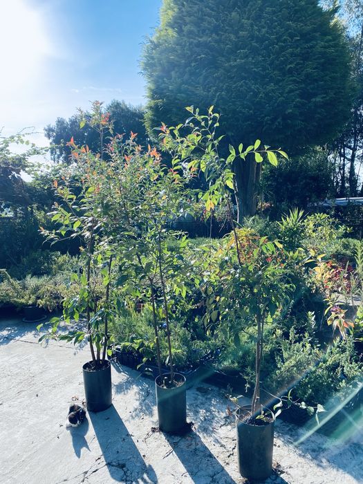 Eugenias vaso 4L 1,5/2m ULTIMAS 40 unidades