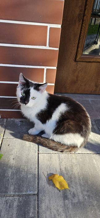 Oddam kotka - Złotów