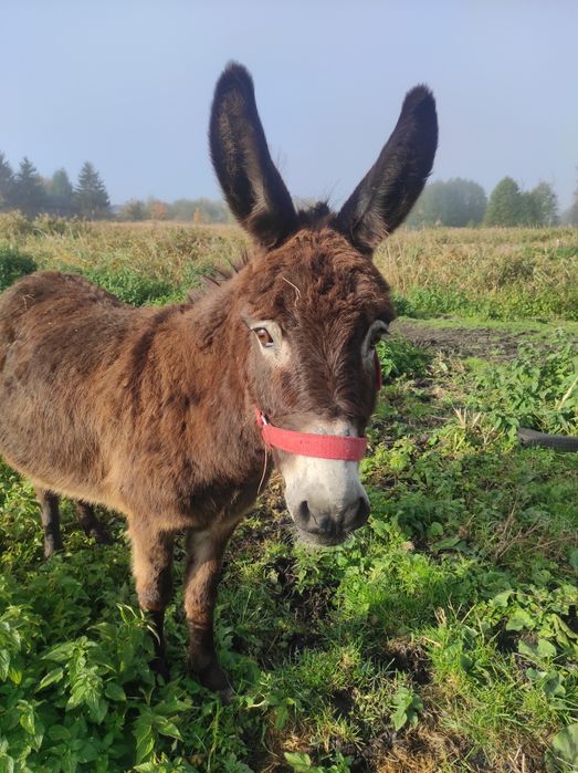 5 letnia ośliczka osioł