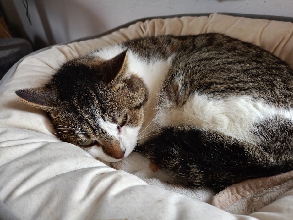 Pan Kot ideal do pokochania