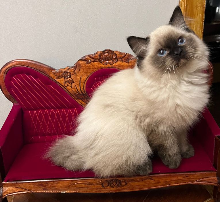 Ragdoll kotka Aisha