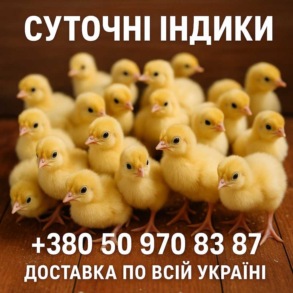 Індики суточні БІГ-6