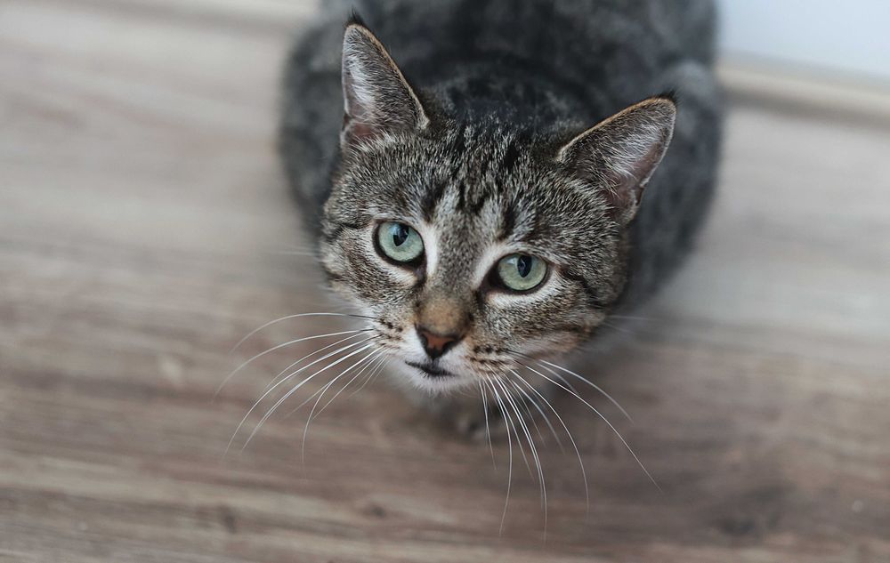 Galio i Asimi czekają na wspólny dom.