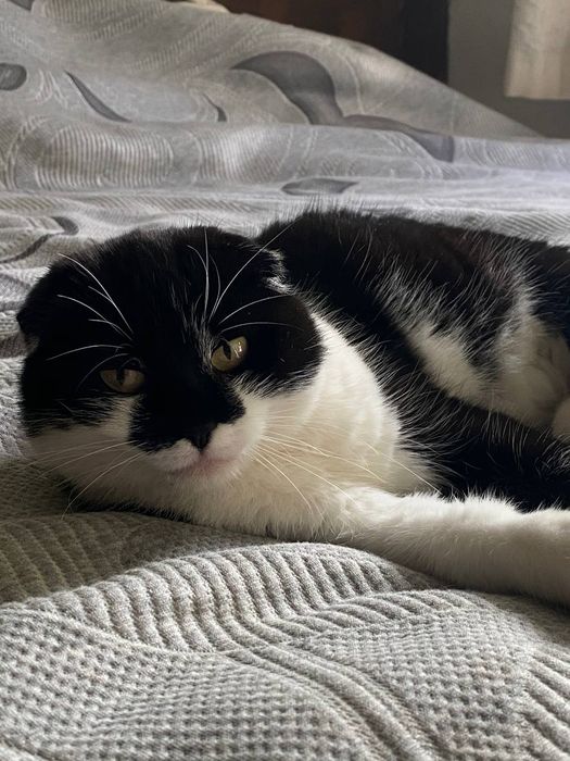 Шотландська висловуха кішка Марго шукає дім