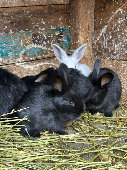Продам кролей фландер