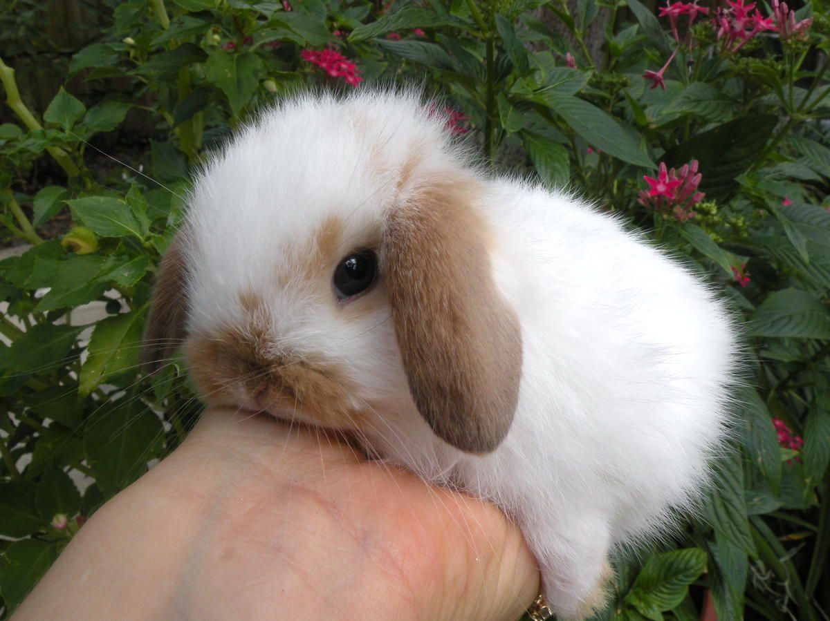 KIT Coelhos anões mini Lop(orelhudos) muito fofos