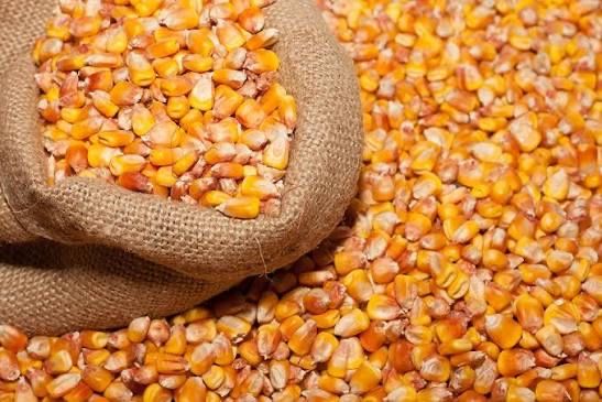 Продам кукурудзу