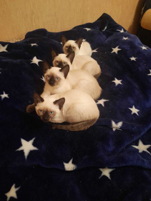 Тайские (старосиамские) красавчики