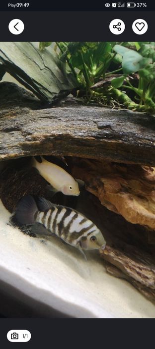 Posiadam pielęgnice zebry i albinosy