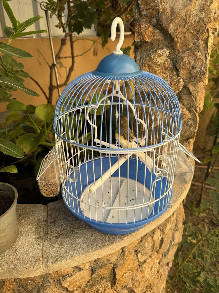 Vendo canario cantador com gaiola