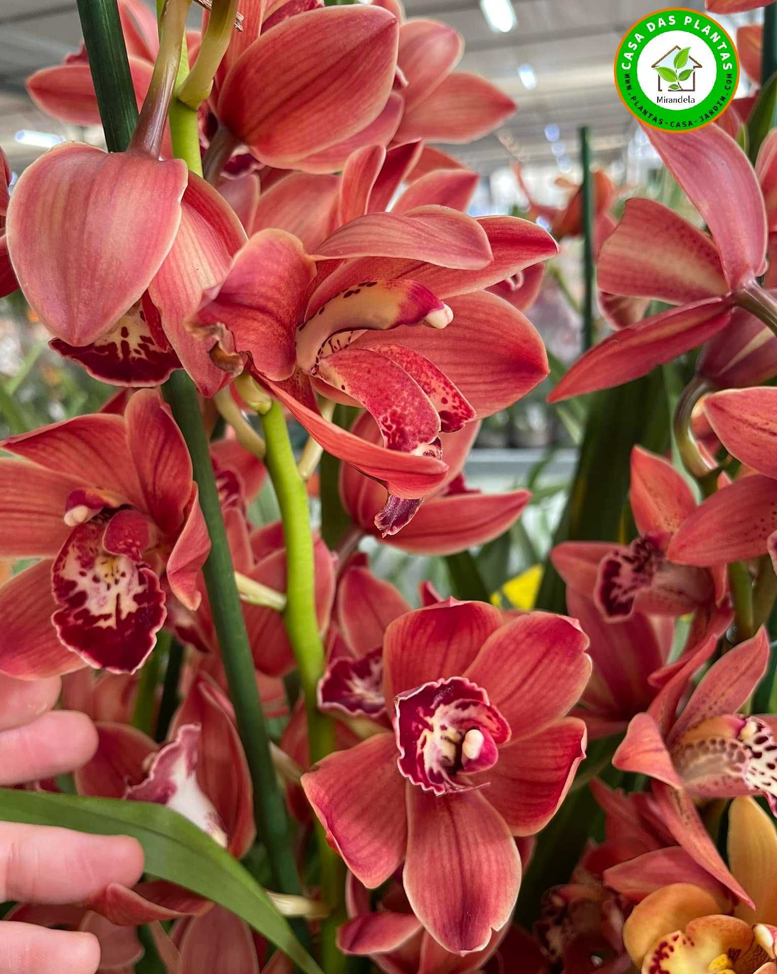 Orquídeas de exterior Cymbidium várias cores