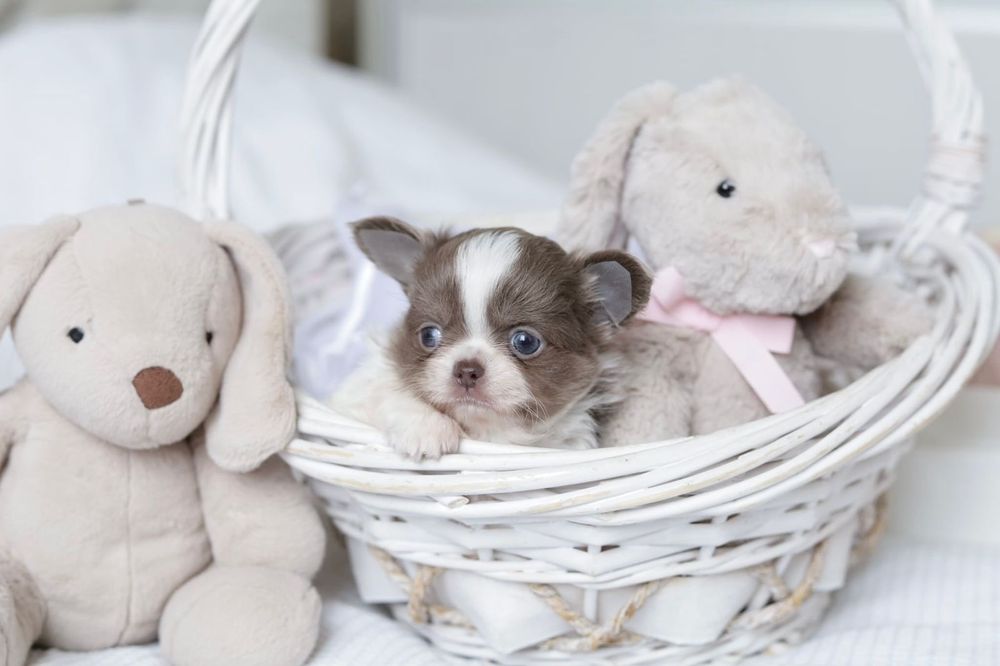 Xxxs chihuahua FCI chłopak