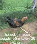 Sprzedam młode kogutki s