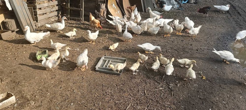 Kaczki piżmowe (francuskie)