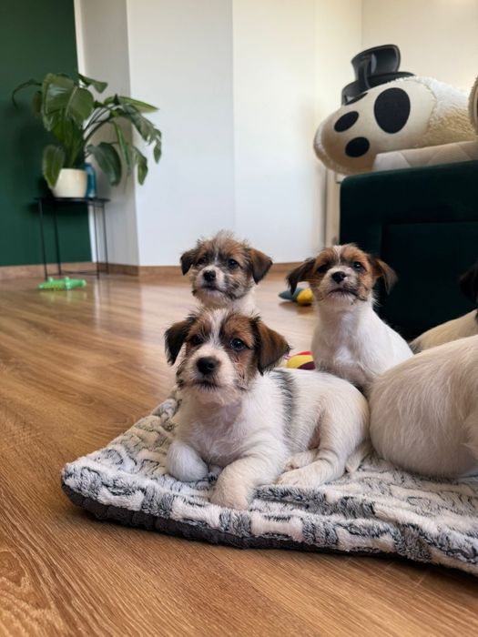 Jack Russell Terrier ZKwP FCI