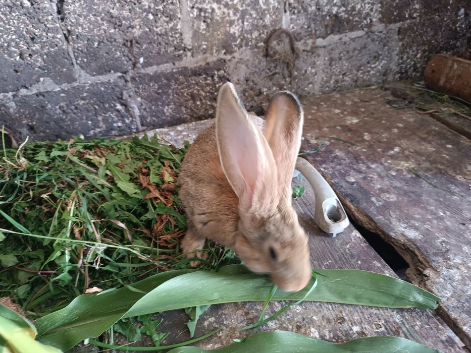 Sprzedam młode króliki Belgi