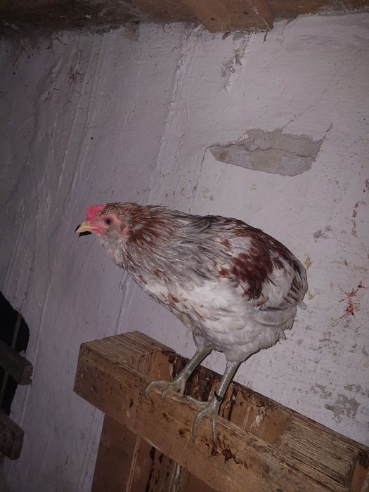 Koguty Araukany, Pary, Araucana, Brakla srebrna, kury ozdobne