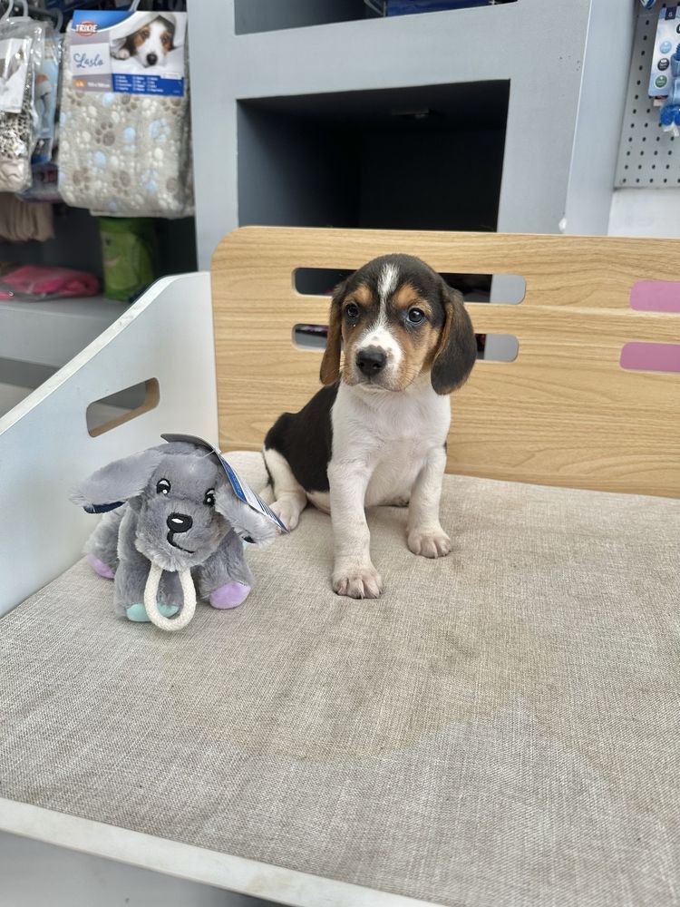 Beagle menino fantastico