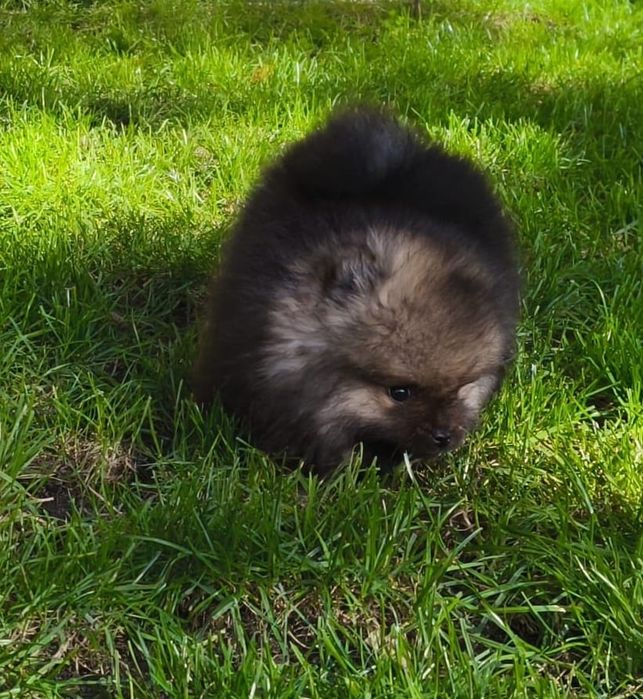 Szpic miniaturowy pomeranian
