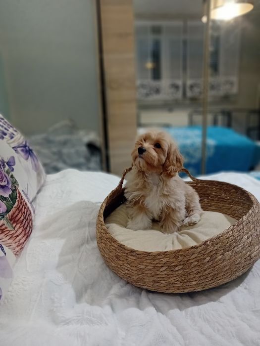 Maltipoo ,maltańczyk &pudel toy suczka