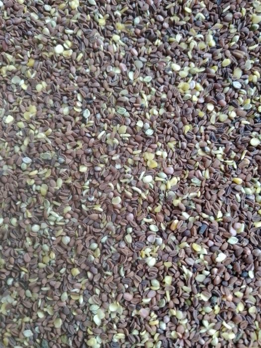 Rzodkiew oleista 2025