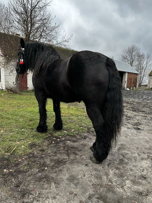 Klacz zimnokrwista źrebna księga główna