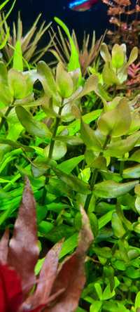 Bacopa caroliniana roślina akwariowa