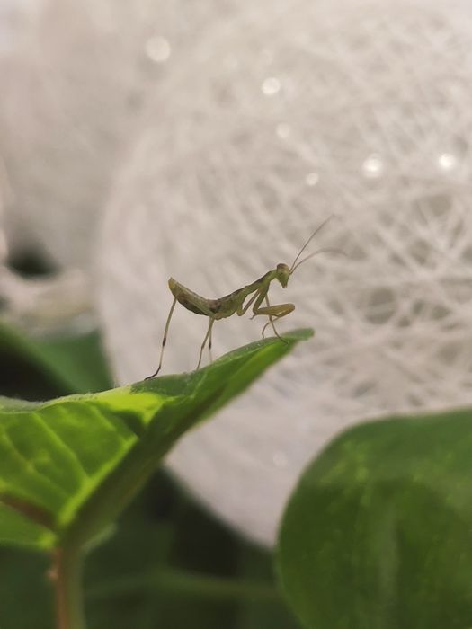 Modliszka gigant L2 - Sphodromantis viridis + KARMÓWKA