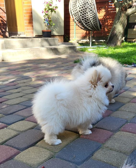 Szpic miniaturowy pomeranian