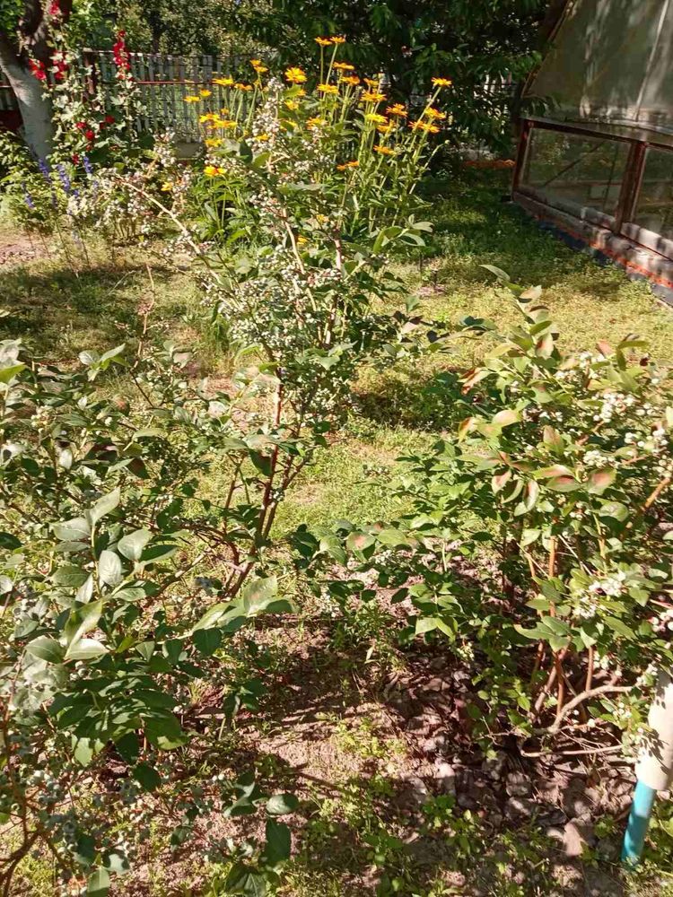 Продам будинок дачний ліс с. Кощіївка, Фастівський рай., Київська обл.