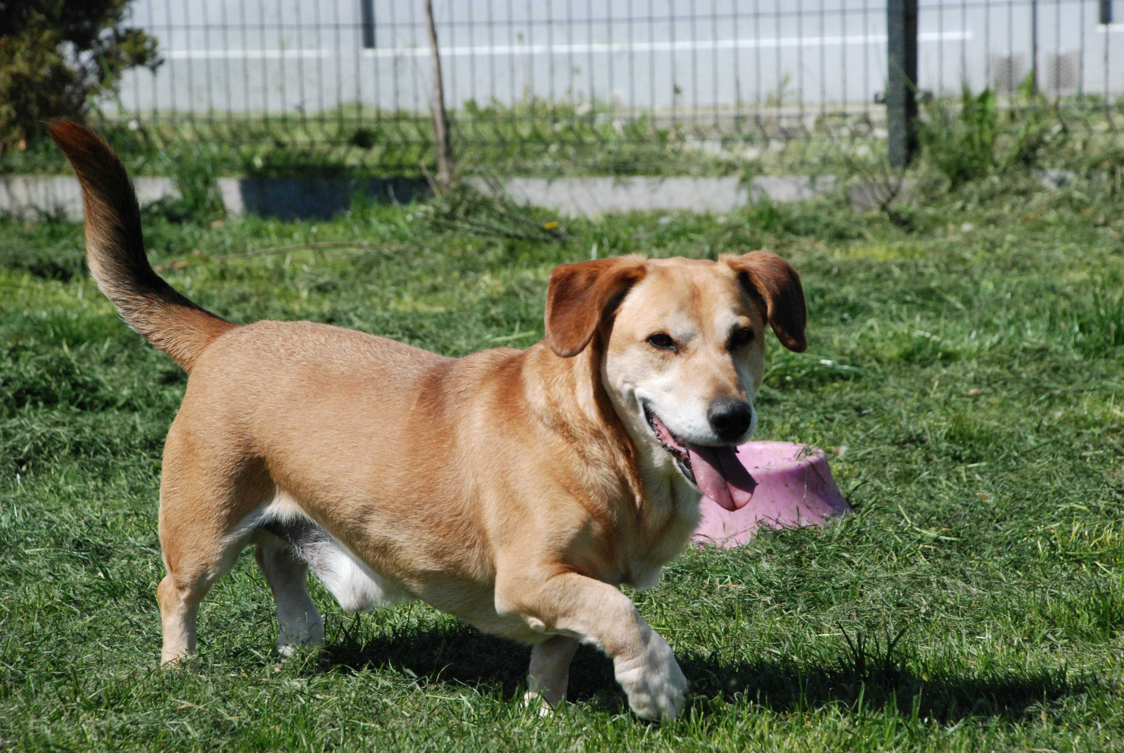 Przekochany przytulas TURBO JAMNIK poleca się do adopcji!