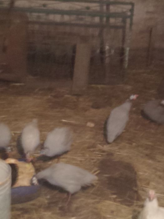 Perlczki i perliczki